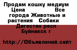 Продам кошку медиум › Цена ­ 6 000 000 - Все города Животные и растения » Собаки   . Дагестан респ.,Буйнакск г.